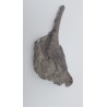 Hypacrosaurus (Hypacrosaurus) 3