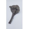 Hypacrosaurus (Hypacrosaurus) 3