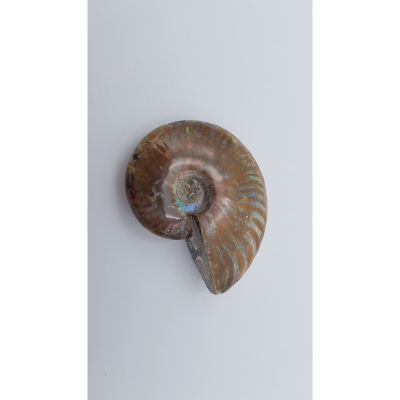 Ammonite (Cleoniceras besairiei) 1