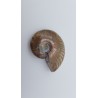Ammonite (Cleoniceras besairiei) 1