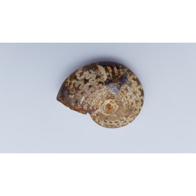 Ammonite (Cleoniceras besairiei) 2