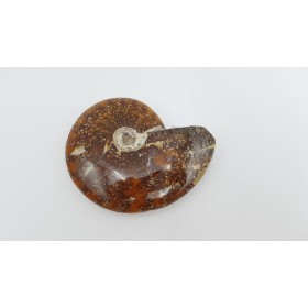 Ammonite (Cleoniceras besairiei) 3