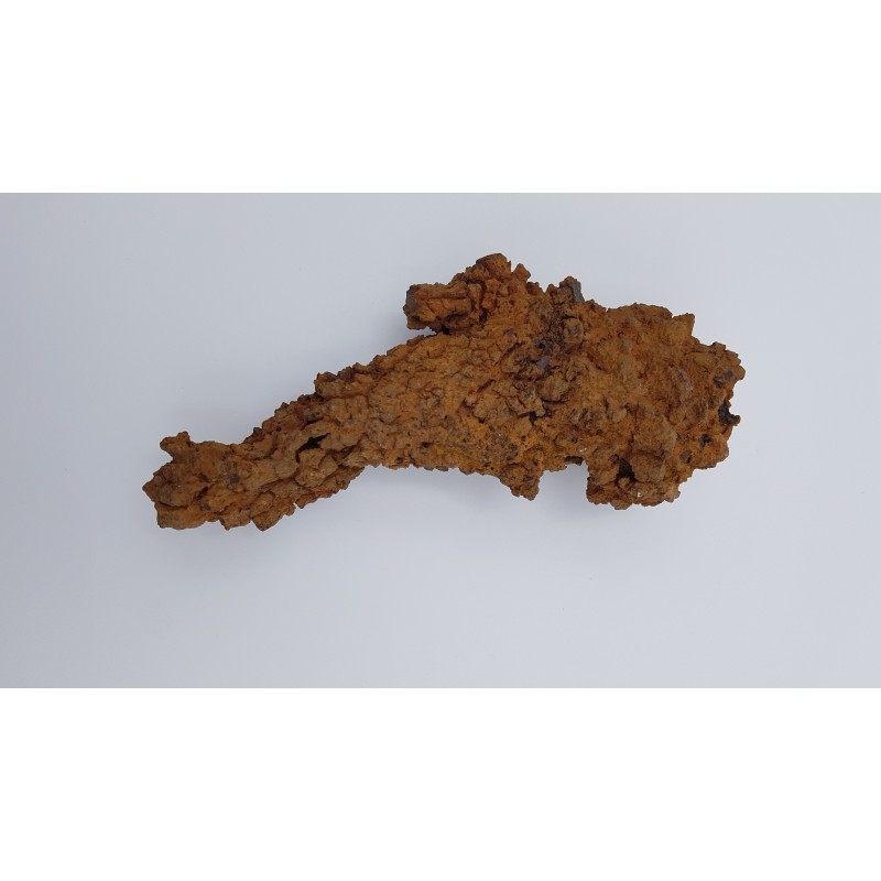 Coprolithe de tortue 1 