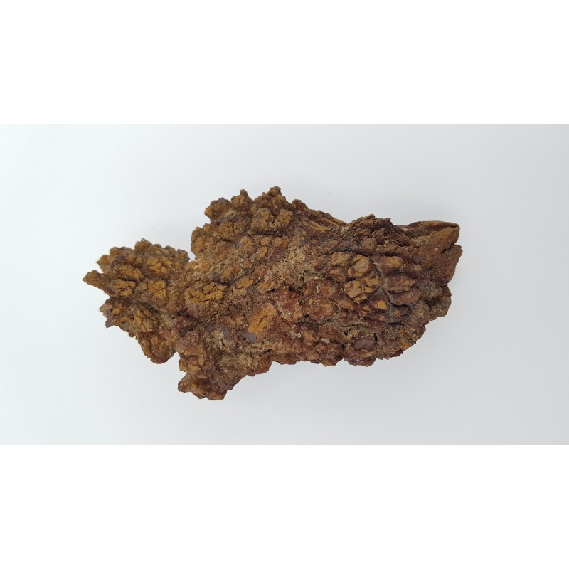 Coprolithe de tortue 2 