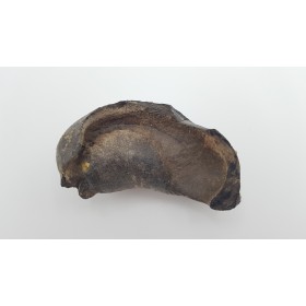 Baleine, oreille interne 1 