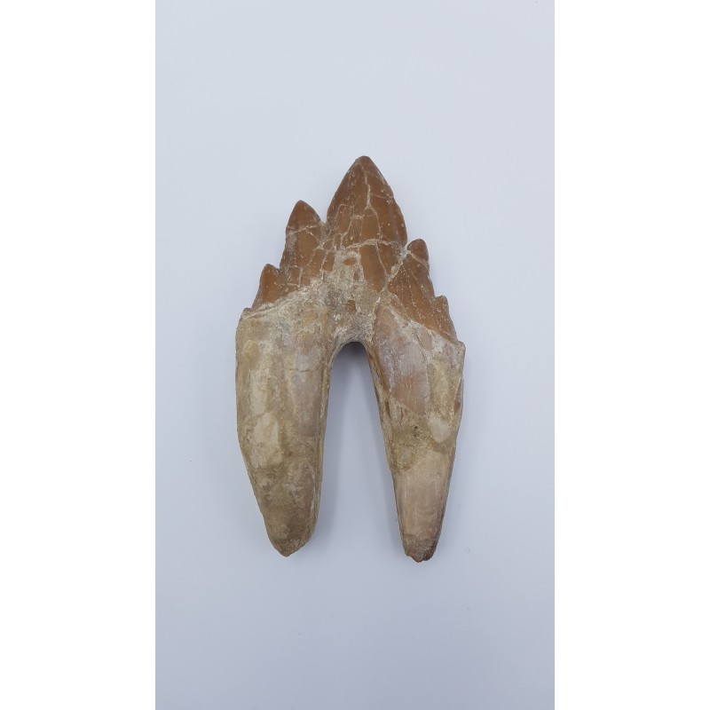 Basilosaure (Basilosaurus, Sp) 1