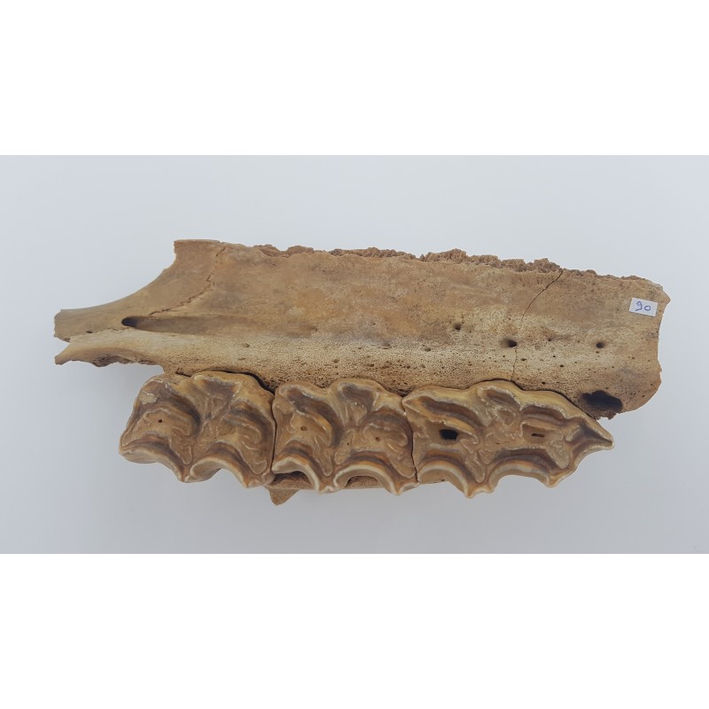 Cheval (Equus. Sp) 2