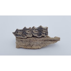 Cheval (Equus. Sp) 4