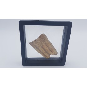 Cheval de Solutré (Equus caballus) 1