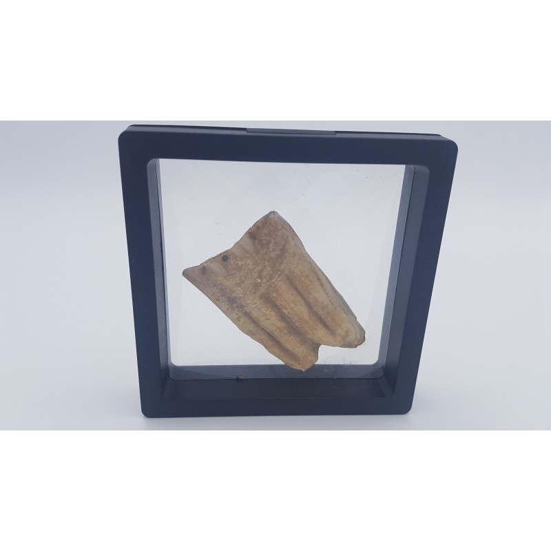 Cheval de Solutré (Equus caballus) 1