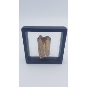 Cheval de Solutré (Equus caballus) 2 