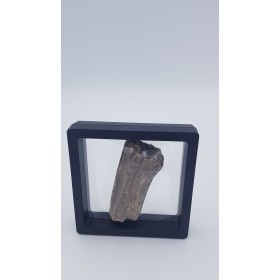 Cheval de Solutré (Equus caballus) 3 