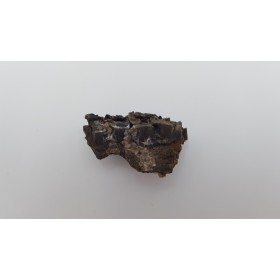 Cheval primitif (Plagiolophus annectens) 1