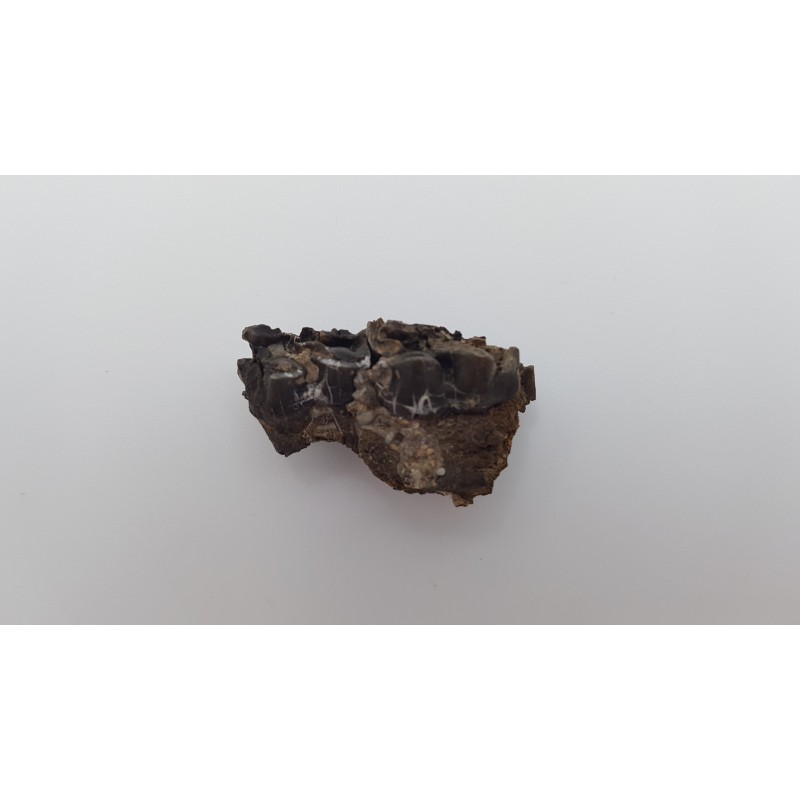 Cheval primitif (Plagiolophus annectens) 1