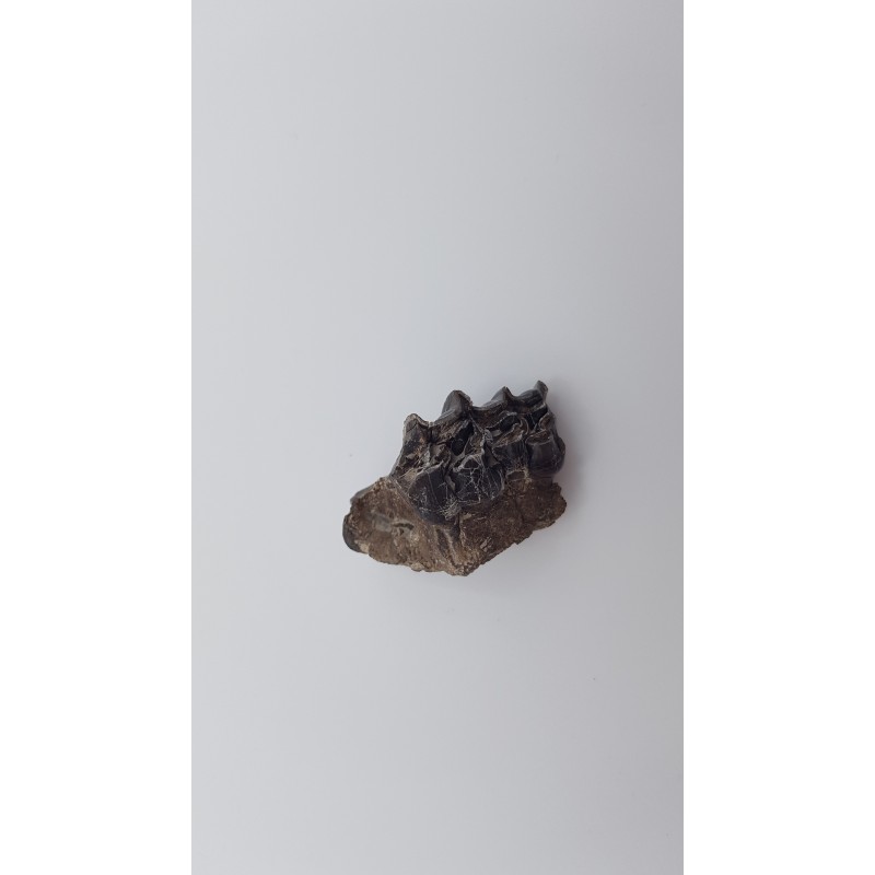 Cheval primitif (Plagiolophus annectens) 2