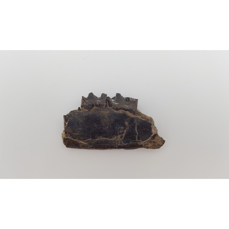 Cheval primitif (Plagiolophus annectens) 5