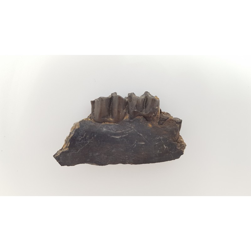 Ancien cheval primitif travaillé à la main hobbles d