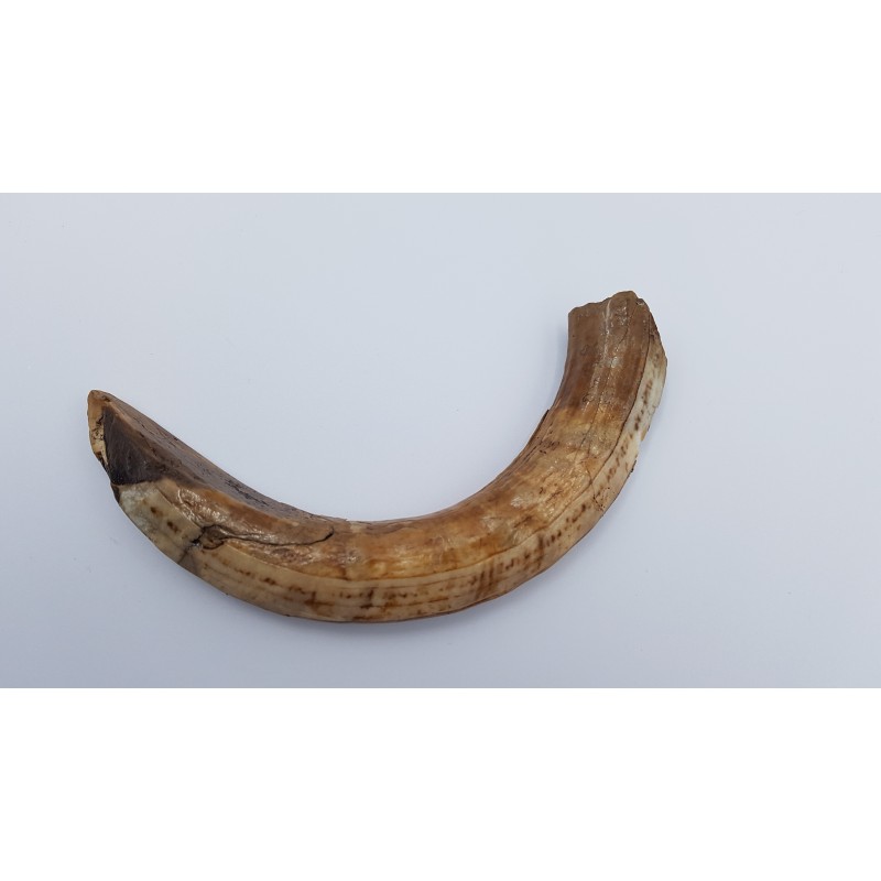 Hippopotame (Hippopotamus lemerlei) 2