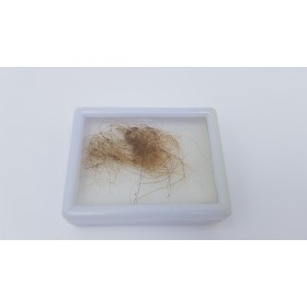 Mammouth laineux (Mammuthus primigenius) 1