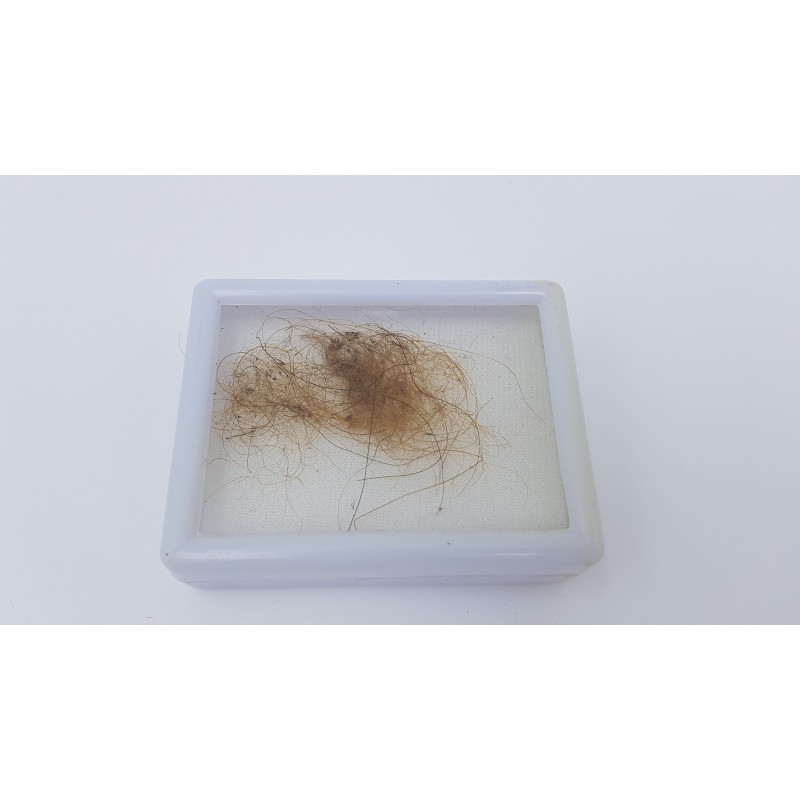 Mammouth laineux (Mammuthus primigenius) 1