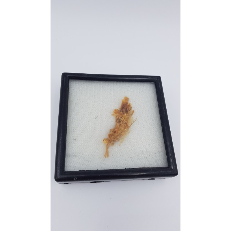 Mammouth laineux (Mammuthus primigenius) 3