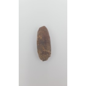 Morse (Odobenus rosmarus) 2