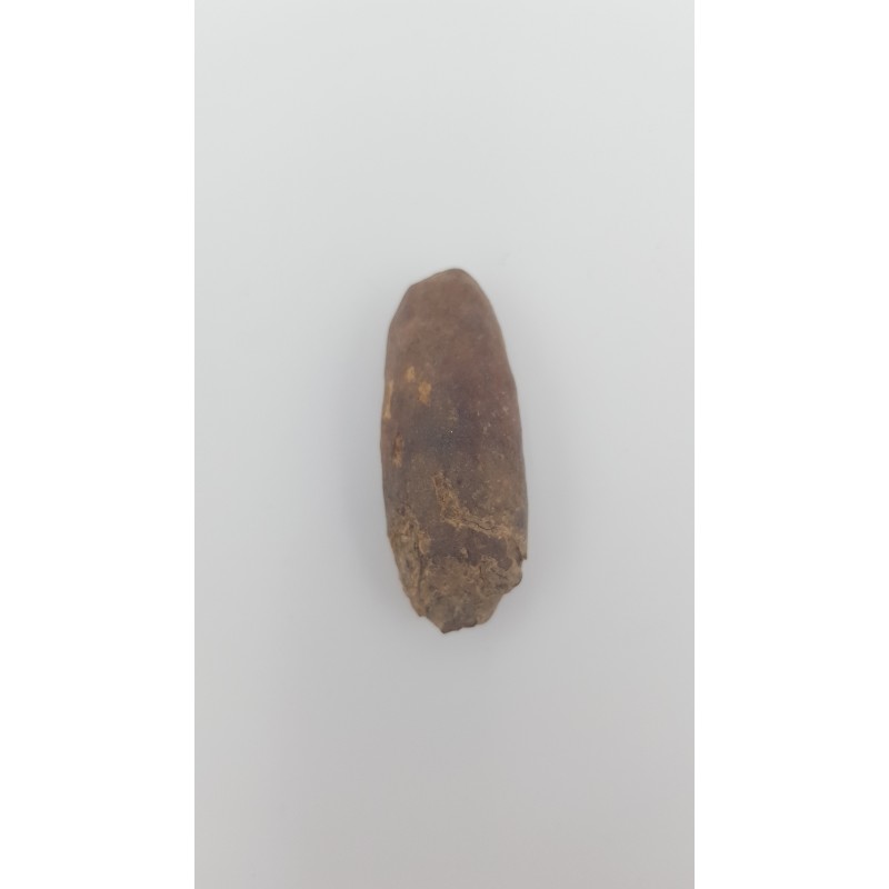 Morse (Odobenus rosmarus) 2