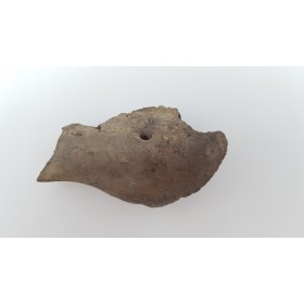 Morse (Odobenus rosmarus) 3