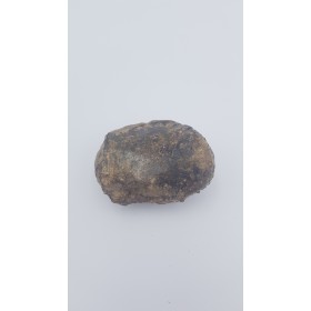 Ours des cavernes (Ursus spelaeus) 1