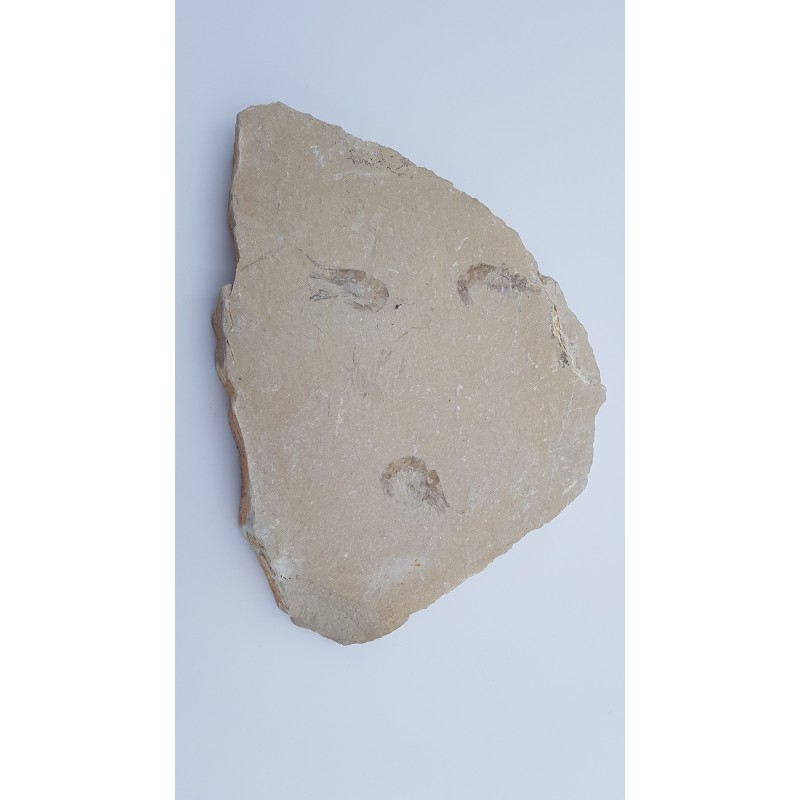 Crevette 2 