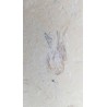 Crevette 2 