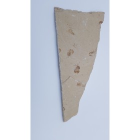 Crevette 3 