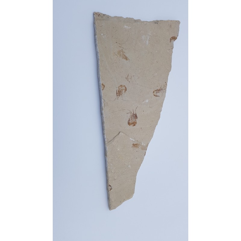 Crevette 3 