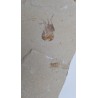 Crevette 3 