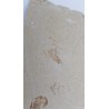 Crevette 3 