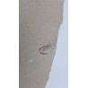 Crevette 3 
