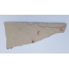 Crevette 3 