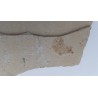 Crevette 3 