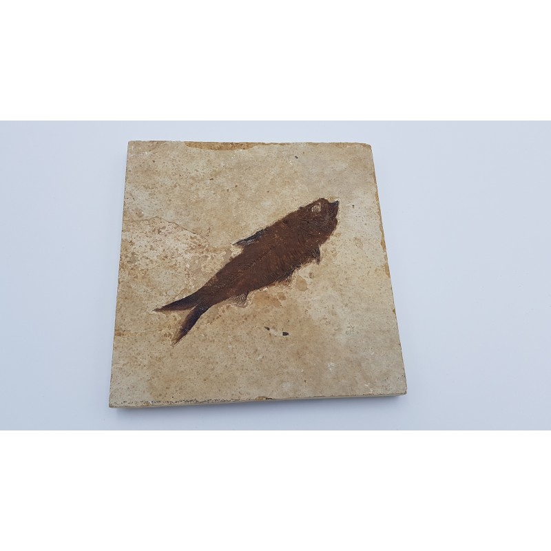 Poisson (Knightia eocaena) 3