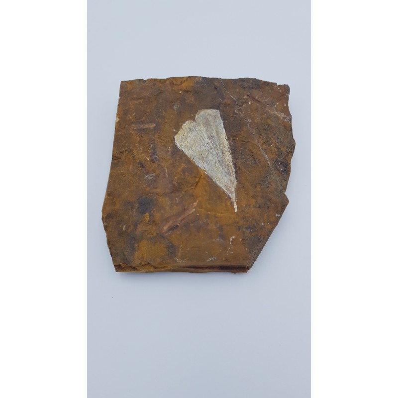 Ginkgo (Ginkgo adiantoides) 1