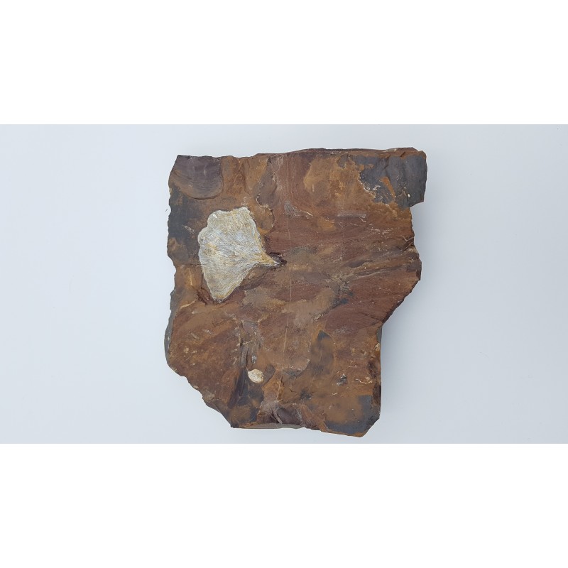 Ginkgo (Ginkgo adiantoides) 2