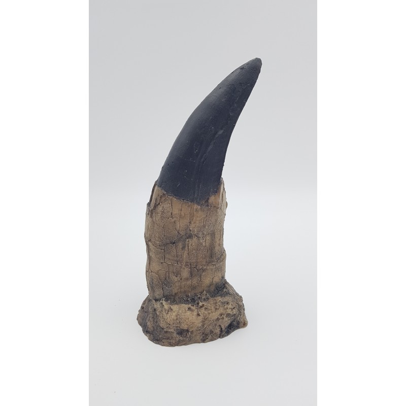 Tyrannosaure (Tyrannosaurus rex) 1