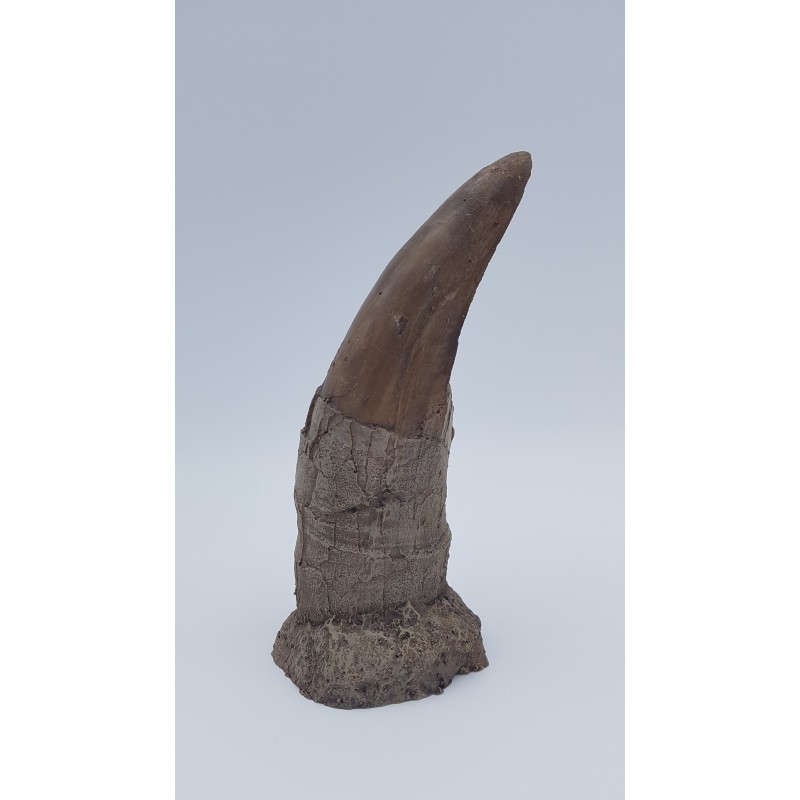 Tyrannosaure (Tyrannosaurus rex) 2