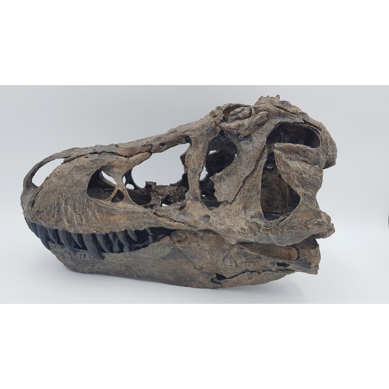 Tyrannosaure (Tyrannosaurus rex) 3