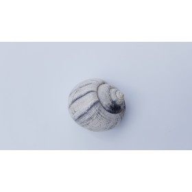 Coquillage 1