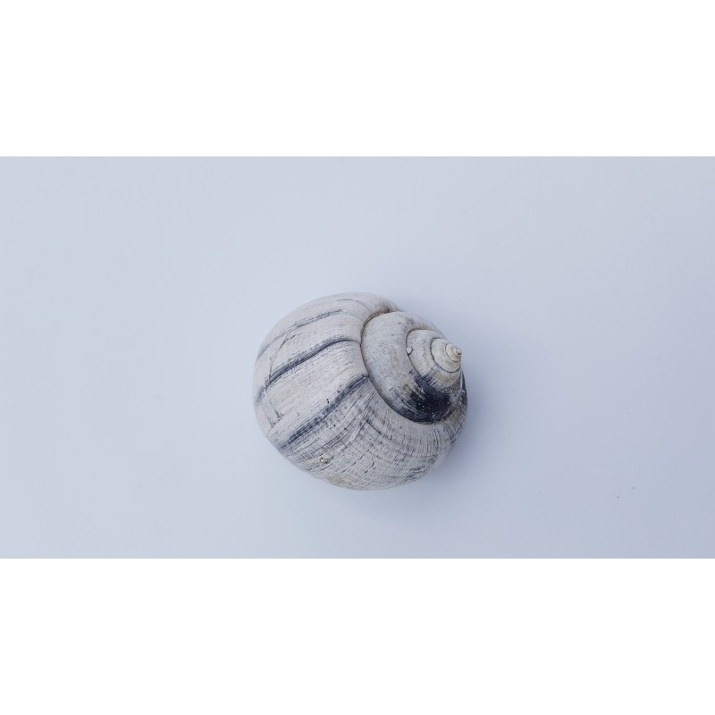 Coquillage 1