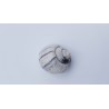 Coquillage 1