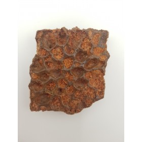 Plaque dermique de crocodile (Elosuchus cherifiensis)