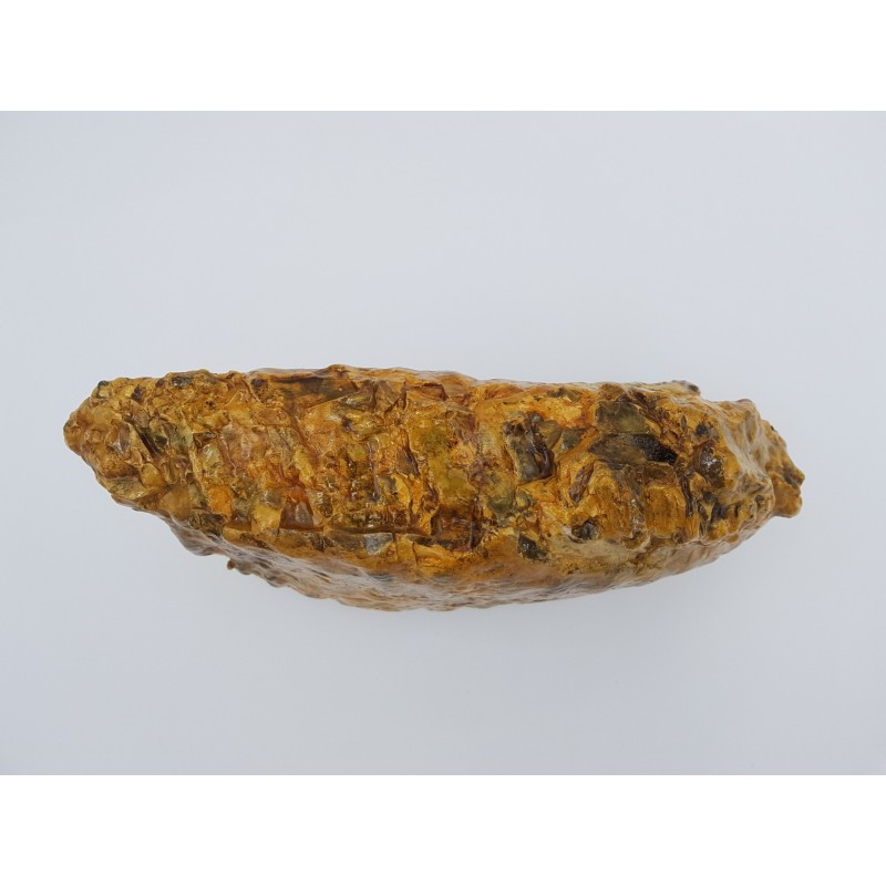 Dent de mammouth laineux (Mammuthus primigenius) — free download