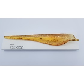 Grand copal de Madagascar